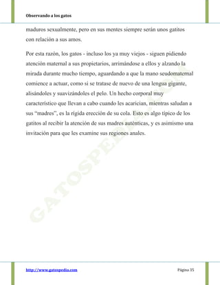 Observando a los gatos
http://www.gatospedia.com Página 35
maduros sexualmente, pero en sus mentes siempre serán unos gatitos
con relación a sus amos.
Por esta razón, los gatos - incluso los ya muy viejos - siguen pidiendo
atención maternal a sus propietarios, arrimándose a ellos y alzando la
mirada durante mucho tiempo, aguardando a que la mano seudomaternal
comience a actuar, como si se tratase de nuevo de una lengua gigante,
alisándoles y suavizándoles el pelo. Un hecho corporal muy
característico que llevan a cabo cuando les acarician, mientras saludan a
sus “madres”, es la rígida erección de su cola. Esto es algo típico de los
gatitos al recibir la atención de sus madres auténticas, y es asimismo una
invitación para que les examine sus regiones anales.
 