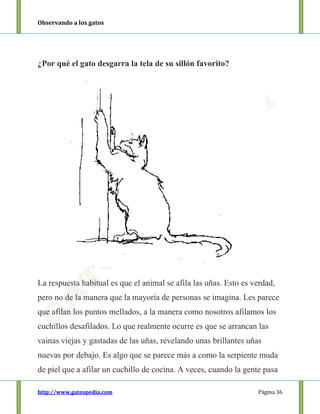 Observando a los gatos
http://www.gatospedia.com Página 36
¿Por qué el gato desgarra la tela de su sillón favorito?
La respuesta habitual es que el animal se afila las uñas. Esto es verdad,
pero no de la manera que la mayoría de personas se imagina. Les parece
que afilan los puntos mellados, a la manera como nosotros afilamos los
cuchillos desafilados. Lo que realmente ocurre es que se arrancan las
vainas viejas y gastadas de las uñas, revelando unas brillantes uñas
nuevas por debajo. Es algo que se parece más a como la serpiente muda
de piel que a afilar un cuchillo de cocina. A veces, cuando la gente pasa
 