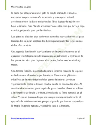 Observando a los gatos
http://www.gatospedia.com Página 37
la mano por el lugar en que el gato ha estado arañando el mueble,
encuentra lo que cree una uña arrancada, y teme que el animal,
accidentalmente, las haya metido en las fibras fuertes del tejido y se
haya lastimado. Pero “la uña arrancada” no es otra cosa que la vieja capa
exterior, preparada para que la eliminen.
Los gatos no efectúan esos poderosos actos tipo suavizador con las patas
traseras. En su lugar, emplean los dientes para morder las viejas vainas
de las uñas de atrás.
Una segunda función del suavizamiento de las patas delanteras es el
ejercicio y fortalecimiento del mecanismo de retracción y protrusión de
las garras, tan vital para capturar a las presas, luchar con los rivales y
trepar.
Una tercera función, insospechada para la inmensa mayoría de la gente,
es la de marcar el territorio por los olores. Tienen unas glándulas
odoríferas en la parte inferior de las garras delanteras, que frota
vigorosamente contra la tela del mueble donde ha clavado las uñas. Al
suavizar rítmicamente, garra izquierda, garra derecha, el olor se adhiere
a la superficie de la tela y lo frota, depositando su firma personal en el
sillón. Y ésta es la razón de que sea siempre nuestro sillón favorito el
que sufra la máxima atención, porque el gato lo que hace es responder a
la propia fragancia personal, y añadir la suya a la humana.
 
