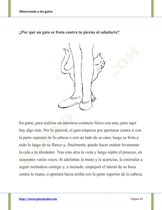 Observando a los gatos
http://www.gatospedia.com Página 41
¿Por qué un gato se frota contra tu pierna al saludarte?
En parte, para realizar un amistoso contacto físico con uno, pero aquí
hay algo más. Por lo general, el gato empieza por apretarse contra ti con
la parte superior de la cabeza o con un lado de su cara; luego se frota a
todo lo largo de su flanco y, finalmente, puede hacer ondear levemente
la cola a tu alrededor. Tras esto alza la vista y luego repite el proceso, en
ocasiones varias veces. Si adelantas la mano y le acaricias, le estimulas a
seguir rozándose contigo y, a menudo, empujará el lateral de su boca
contra tu mano, o apretará hacia arriba con la parte superior de la cabeza.
 