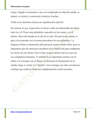 Observando a los gatos
http://www.gatospedia.com Página 42
Luego, llegado el momento y una vez completado su ritual de saludo, se
alejará, se sentará y comenzará a lamerse el pelaje.
Todos esos elementos tienen una significación especial.
En esencia, lo que el gato hace es llevar a cabo un intercambio de olores
entre tú y él. Posee unas glándulas especiales en las sienes y en el
aliento. Otra está situada en la raíz de la cola. Sin que te des cuenta, tu
gato te ha marcado con su aroma procedente de esas glándulas. La
fragancia felina es demasiado delicada para nuestro burdo olfato, pero es
importante que los amistosos miembros de la familia del gato compartan
los olores de esta forma. Esto le hace al gato sentirse más en casa con
sus compañeros humanos. Y también le es importante rastrear con el
olfato y lo consigue con el flanco, el elemento de frotamiento de su
saludo, luego se sienta y lo “prueba” con su lengua, tan sólo con lamerse
el pelaje que acaba de frotar tan cuidadosamente contra nosotros.
 