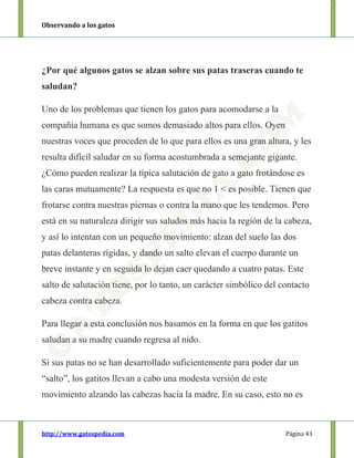 Observando a los gatos
http://www.gatospedia.com Página 43
¿Por qué algunos gatos se alzan sobre sus patas traseras cuando te
saludan?
Uno de los problemas que tienen los gatos para acomodarse a la
compañía humana es que somos demasiado altos para ellos. Oyen
nuestras voces que proceden de lo que para ellos es una gran altura, y les
resulta difícil saludar en su forma acostumbrada a semejante gigante.
¿Cómo pueden realizar la típica salutación de gato a gato frotándose es
las caras mutuamente? La respuesta es que no 1 < es posible. Tienen que
frotarse contra nuestras piernas o contra la mano que les tendemos. Pero
está en su naturaleza dirigir sus saludos más hacia la región de la cabeza,
y así lo intentan con un pequeño movimiento: alzan del suelo las dos
patas delanteras rígidas, y dando un salto elevan el cuerpo durante un
breve instante y en seguida lo dejan caer quedando a cuatro patas. Este
salto de salutación tiene, por lo tanto, un carácter simbólico del contacto
cabeza contra cabeza.
Para llegar a esta conclusión nos basamos en la forma en que los gatitos
saludan a su madre cuando regresa al nido.
Si sus patas no se han desarrollado suficientemente para poder dar un
“salto”, los gatitos llevan a cabo una modesta versión de este
movimiento alzando las cabezas hacia la madre. En su caso, esto no es
 
