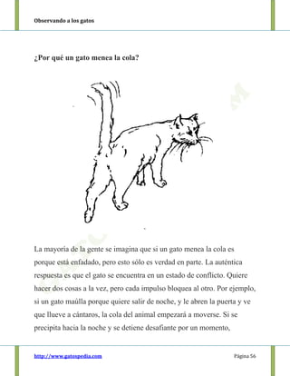 Observando a los gatos
http://www.gatospedia.com Página 56
¿Por qué un gato menea la cola?
La mayoría de la gente se imagina que si un gato menea la cola es
porque está enfadado, pero esto sólo es verdad en parte. La auténtica
respuesta es que el gato se encuentra en un estado de conflicto. Quiere
hacer dos cosas a la vez, pero cada impulso bloquea al otro. Por ejemplo,
si un gato maúlla porque quiere salir de noche, y le abren la puerta y ve
que llueve a cántaros, la cola del animal empezará a moverse. Si se
precipita hacia la noche y se detiene desafiante por un momento,
 