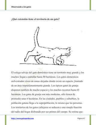 Observando a los gatos
http://www.gatospedia.com Página 63
¿Qué extensión tiene el territorio de un gato?
El colega salvaje del gato doméstico tiene un territorio muy grande y los
machos llegan a patrullar hasta 80 hectáreas. Los gatos domésticos
asilvestrados viven en zonas alejadas donde existe un espacio ¡limitado
de un área impresionantemente grande. Los típicos gatos de granja
disponen también de mucho espacio y los machos recorren hasta 65
hectáreas. Las gatas de granja son más modestas, sólo tienen de
promedio unas 6 hectáreas. En las ciudades, pueblos y suburbios, la
población gatuna llega a la superpoblación, lo mismo que las personas.
Los territorios de los gatos callejeros se reducen a una simple fracción
del radio del hogar disfrutado por sus primos del campo. Se estima que
 