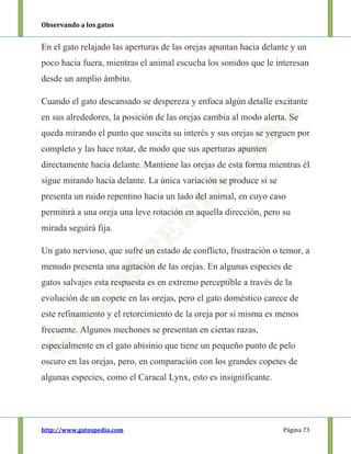 Observando a los gatos
http://www.gatospedia.com Página 73
En el gato relajado las aperturas de las orejas apuntan hacia delante y un
poco hacia fuera, mientras el animal escucha los sonidos que le interesan
desde un amplio ámbito.
Cuando el gato descansado se despereza y enfoca algún detalle excitante
en sus alrededores, la posición de las orejas cambia al modo alerta. Se
queda mirando el punto que suscita su interés y sus orejas se yerguen por
completo y las hace rotar, de modo que sus aperturas apunten
directamente hacia delante. Mantiene las orejas de esta forma mientras él
sigue mirando hacia delante. La única variación se produce si se
presenta un ruido repentino hacia un lado del animal, en cuyo caso
permitirá a una oreja una leve rotación en aquella dirección, pero su
mirada seguirá fija.
Un gato nervioso, que sufre un estado de conflicto, frustración o temor, a
menudo presenta una agitación de las orejas. En algunas especies de
gatos salvajes esta respuesta es en extremo perceptible a través de la
evolución de un copete en las orejas, pero el gato doméstico carece de
este refinamiento y el retorcimiento de la oreja por sí misma es menos
frecuente. Algunos mechones se presentan en ciertas razas,
especialmente en el gato abisinio que tiene un pequeño punto de pelo
oscuro en las orejas, pero, en comparación con los grandes copetes de
algunas especies, como el Caracal Lynx, esto es insignificante.
 