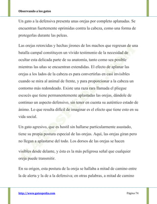 Observando a los gatos
http://www.gatospedia.com Página 74
Un gato a la defensiva presenta unas orejas por completo aplanadas. Se
encuentran fuertemente oprimidas contra la cabeza, como una forma de
protegerlas durante las peleas.
Las orejas retorcidas y hechas jirones de los machos que regresan de una
batalla campal constituyen un vívido testimonio de la necesidad de
ocultar esta delicada parte de su anatomía, tanto como sea posible
mientras las uñas se encuentran extendidas. El efecto de aplanar las
orejas a los lados de la cabeza es para convertirlas en casi invisibles
cuando se mira al animal de frente, y para proporcionar a la cabeza un
contorno más redondeado. Existe una raza rara llamada el pliegue
escocés que tiene permanentemente aplastadas las orejas, dándole de
continuo un aspecto defensivo, sin tener en cuenta su auténtico estado de
ánimo. Lo que resulta difícil de imaginar es el efecto que tiene esto en su
vida social.
Un gato agresivo, que es hostil sin hallarse particularmente asustado,
tiene su propia postura especial de las orejas. Aquí, las orejas giran pero
no llegan a aplastarse del todo. Los dorsos de las orejas se hacen
visibles desde delante, y ésta es la más peligrosa señal que cualquier
oreja puede transmitir.
En su origen, esta postura de la oreja se hallaba a mitad de camino entre
la de alerta y la de a la defensiva; en otras palabras, a mitad de camino
 
