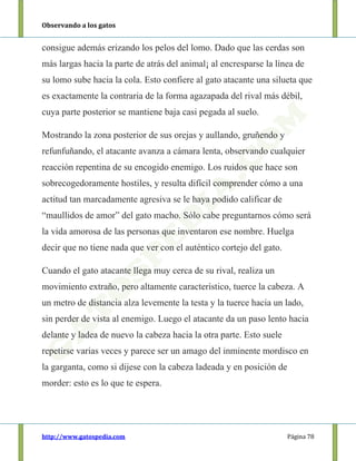 Observando a los gatos
http://www.gatospedia.com Página 78
consigue además erizando los pelos del lomo. Dado que las cerdas son
más largas hacia la parte de atrás del animal¡ al encresparse la línea de
su lomo sube hacia la cola. Esto confiere al gato atacante una silueta que
es exactamente la contraria de la forma agazapada del rival más débil,
cuya parte posterior se mantiene baja casi pegada al suelo.
Mostrando la zona posterior de sus orejas y aullando, gruñendo y
refunfuñando, el atacante avanza a cámara lenta, observando cualquier
reacción repentina de su encogido enemigo. Los ruidos que hace son
sobrecogedoramente hostiles, y resulta difícil comprender cómo a una
actitud tan marcadamente agresiva se le haya podido calificar de
“maullidos de amor” del gato macho. Sólo cabe preguntarnos cómo será
la vida amorosa de las personas que inventaron ese nombre. Huelga
decir que no tiene nada que ver con el auténtico cortejo del gato.
Cuando el gato atacante llega muy cerca de su rival, realiza un
movimiento extraño, pero altamente característico, tuerce la cabeza. A
un metro de distancia alza levemente la testa y la tuerce hacia un lado,
sin perder de vista al enemigo. Luego el atacante da un paso lento hacia
delante y ladea de nuevo la cabeza hacia la otra parte. Esto suele
repetirse varias veces y parece ser un amago del inminente mordisco en
la garganta, como si dijese con la cabeza ladeada y en posición de
morder: esto es lo que te espera.
 