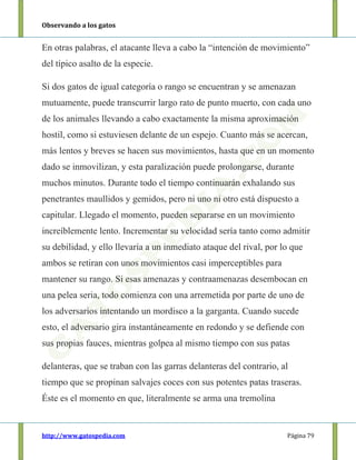 Observando a los gatos
http://www.gatospedia.com Página 79
En otras palabras, el atacante lleva a cabo la “intención de movimiento”
del típico asalto de la especie.
Si dos gatos de igual categoría o rango se encuentran y se amenazan
mutuamente, puede transcurrir largo rato de punto muerto, con cada uno
de los animales llevando a cabo exactamente la misma aproximación
hostil, como si estuviesen delante de un espejo. Cuanto más se acercan,
más lentos y breves se hacen sus movimientos, hasta que en un momento
dado se inmovilizan, y esta paralización puede prolongarse, durante
muchos minutos. Durante todo el tiempo continuarán exhalando sus
penetrantes maullidos y gemidos, pero ni uno ni otro está dispuesto a
capitular. Llegado el momento, pueden separarse en un movimiento
increíblemente lento. Incrementar su velocidad sería tanto como admitir
su debilidad, y ello llevaría a un inmediato ataque del rival, por lo que
ambos se retiran con unos movimientos casi imperceptibles para
mantener su rango. Si esas amenazas y contraamenazas desembocan en
una pelea seria, todo comienza con una arremetida por parte de uno de
los adversarios intentando un mordisco a la garganta. Cuando sucede
esto, el adversario gira instantáneamente en redondo y se defiende con
sus propias fauces, mientras golpea al mismo tiempo con sus patas
delanteras, que se traban con las garras delanteras del contrario, al
tiempo que se propinan salvajes coces con sus potentes patas traseras.
Éste es el momento en que, literalmente se arma una tremolina
 