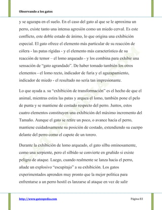 Observando a los gatos
http://www.gatospedia.com Página 83
y se agazapa en el suelo. En el caso del gato al que se le aproxima un
perro, existe tanto una intensa agresión como un miedo cerval. Es este
conflicto, este doble estado de ánimo, lo que origina una exhibición
especial. El gato ofrece el elemento más particular de su reacción de
cólera - las patas rígidas - y el elemento más característico de su
reacción de temor – el lomo arqueado - y los combina para exhibir una
sensación de “gato agrandado”. De haber tomado también los otros
elementos - el lomo recto, indicador de furia y el agazapamiento,
indicador de miedo - el resultado no sería tan impresionante.
Lo que ayuda a. su “exhibición de transformación” es el hecho de que el
animal, mientras estira las patas y arquea el lomo, también pone el pelo
de punta y se mantiene de costado respecto del perro. Juntos, estos
cuatro elementos constituyen una exhibición del máximo incremento del
Tamaño. Aunque el gato se retire un poco, o avance hacia el perro,
mantiene cuidadosamente su posición de costado, extendiendo su cuerpo
delante del perro como el capote de un torero.
Durante la exhibición de lomo arqueado, el gato silba ominosamente,
como una serpiente, pero el silbido se convierte en gruñido si existe
peligro de ataque. Luego, cuando realmente se lanza hacia el perro,
añade un explosivo “escupitajo” a su exhibición. Los gatos
experimentados aprenden muy pronto que la mejor política para
enfrentarse a un perro hostil es lanzarse al ataque en vez de salir
 