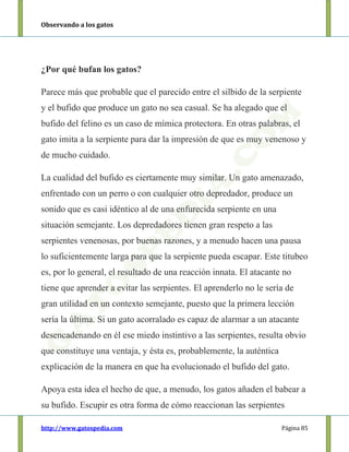 Observando a los gatos
http://www.gatospedia.com Página 85
¿Por qué bufan los gatos?
Parece más que probable que el parecido entre el silbido de la serpiente
y el bufido que produce un gato no sea casual. Se ha alegado que el
bufido del felino es un caso de mímica protectora. En otras palabras, el
gato imita a la serpiente para dar la impresión de que es muy venenoso y
de mucho cuidado.
La cualidad del bufido es ciertamente muy similar. Un gato amenazado,
enfrentado con un perro o con cualquier otro depredador, produce un
sonido que es casi idéntico al de una enfurecida serpiente en una
situación semejante. Los depredadores tienen gran respeto a las
serpientes venenosas, por buenas razones, y a menudo hacen una pausa
lo suficientemente larga para que la serpiente pueda escapar. Este titubeo
es, por lo general, el resultado de una reacción innata. El atacante no
tiene que aprender a evitar las serpientes. El aprenderlo no le sería de
gran utilidad en un contexto semejante, puesto que la primera lección
sería la última. Si un gato acorralado es capaz de alarmar a un atacante
desencadenando en él ese miedo instintivo a las serpientes, resulta obvio
que constituye una ventaja, y ésta es, probablemente, la auténtica
explicación de la manera en que ha evolucionado el bufido del gato.
Apoya esta idea el hecho de que, a menudo, los gatos añaden el babear a
su bufido. Escupir es otra forma de cómo reaccionan las serpientes
 