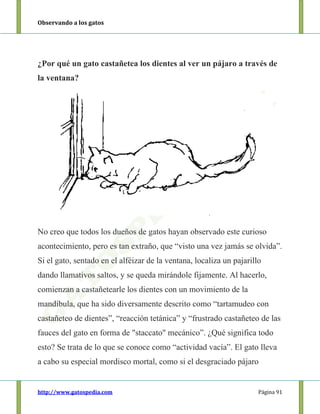 Observando a los gatos
http://www.gatospedia.com Página 91
¿Por qué un gato castañetea los dientes al ver un pájaro a través de
la ventana?
No creo que todos los dueños de gatos hayan observado este curioso
acontecimiento, pero es tan extraño, que “visto una vez jamás se olvida”.
Si el gato, sentado en el alféizar de la ventana, localiza un pajarillo
dando llamativos saltos, y se queda mirándole fijamente. Al hacerlo,
comienzan a castañetearle los dientes con un movimiento de la
mandíbula, que ha sido diversamente descrito como “tartamudeo con
castañeteo de dientes”, “reacción tetánica” y “frustrado castañeteo de las
fauces del gato en forma de "staccato" mecánico”. ¿Qué significa todo
esto? Se trata de lo que se conoce como “actividad vacía”. El gato lleva
a cabo su especial mordisco mortal, como si el desgraciado pájaro
 