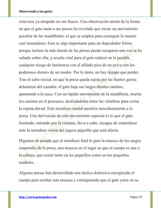 Observando a los gatos
http://www.gatospedia.com Página 92
estuviese ya atrapado en sus fauces. Una observación atenta de la forma
en que el gato mata a sus presas ha revelado que existe un movimiento
peculiar de las mandíbulas, el que se emplea para conseguir la muerte
casi instantánea. Esto es algo importante para un depredador felino,
porque incluso la más tímida de las presas puede escaparse una vez se ha
saltado sobre ella, y resulta vital para el gato reducir en lo posible
cualquier riesgo de lastimarse con el afilado pico de un ave o con los
poderosos dientes de un roedor. Por lo tanto, no hay tiempo que perder.
Tras el salto inicial, en que la presa queda sujeta por las fuertes garras
delanteras del cazador, el gato baja sus largos dientes caninos,
apuntando a la nuca. Con un rápido movimiento de la mandíbula, inserta
los caninos en el pescuezo, deslizándolos entre las vértebras para cortar
la espina dorsal. Este mordisco mortal paraliza inmediatamente a la
presa. Una derivación de este movimiento especial es lo que el gato
frustrado, mirando por la ventana, lleva a cabo, incapaz de controlarse
ante la tentadora visión del jugoso pajarillo que está afuera.
Digamos de pasada que al mordisco fatal le guía la muesca de los rasgos
corporales de la presa, una muesca en el lugar en que el cuerpo se une a
la cabeza, que existe tanto en los pajarillos como en los pequeños
roedores.
Algunas presas han desarrollado una táctica defensiva encogiendo el
cuerpo para ocultar esta muesca y consiguiendo que el gato yerre en su
 