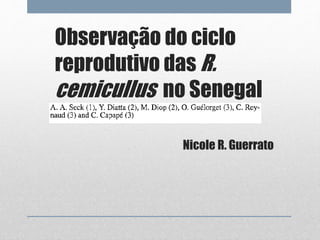 Observação do ciclo 
reprodutivo das R. 
cemicullus no Senegal 
Nicole R. Guerrato 
 