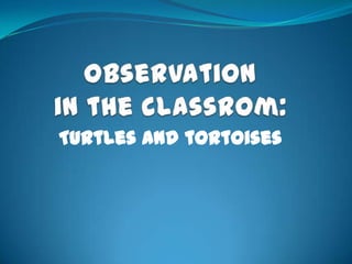 Turtles and tortoises
 