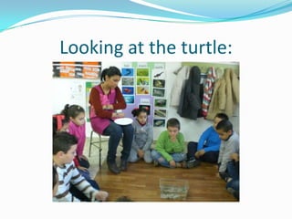 Looking at the turtle: