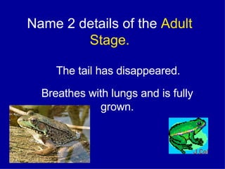 Name 2 details of the  Adult Stage. The tail has disappeared. Breathes with lungs and is fully grown. 