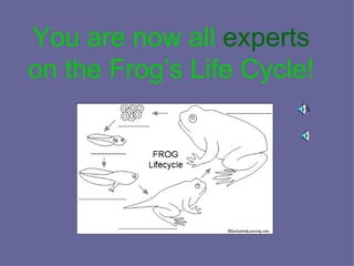 You are now all  experts  on the Frog’s Life Cycle! 