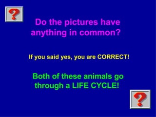 Do the pictures have anything in common?   If you said yes, you are CORRECT!  Both of these animals go through a LIFE CYCLE!   