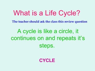 What is a Life Cycle?   The teacher should ask the class this review question A cycle is like a circle, it continues on and repeats it’s steps.   CYCLE 
