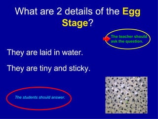 What are 2 details of the  Egg Stage ? They are laid in water. They are tiny and sticky. The teacher should ask the question. The students should answer. 