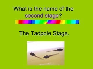 What is the name of the  second stage ? The Tadpole Stage. 