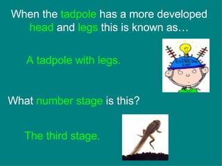 When the  tadpole  has a more developed  head  and  legs  this is known as… A tadpole with legs.   What  number stage  is this? The third stage. 