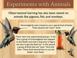 Experiments with Animals
Observational learning has also been tested on
animals like pigeons, ﬁsh, and monkeys.
Hummingbirds were trained to use a spacial kind of feeder.
These became the “tutor” birds.
There were two experimental groups: in the
ﬁrst, a group of hummingbirds was exposed
to the feeder, and took a long time to ﬁgure
out how to get the food out. In the second,
a group of birds had one “tutor” bird with
them. These birds learned how to use the
feeder much faster.
 
