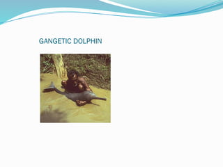GANGETIC DOLPHIN
 