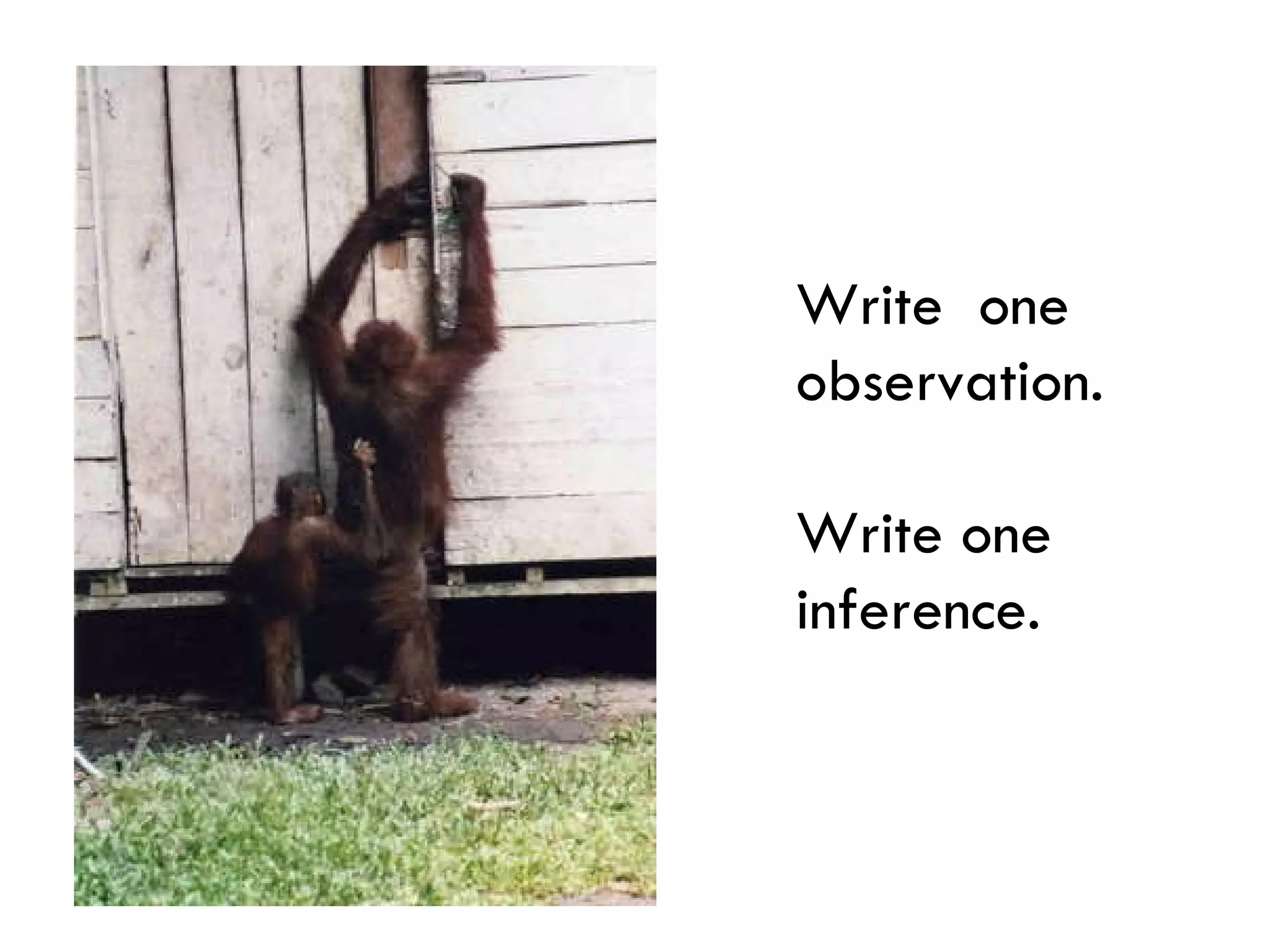 Write  one observation.  Write one inference. 