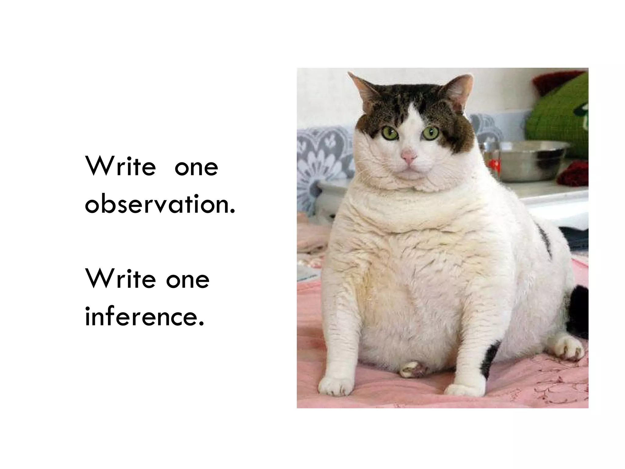 Write  one observation.  Write one inference. 
