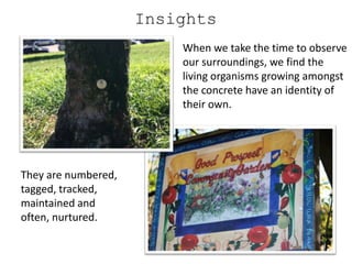 Insights
                         When we take the time to observe
                         our surroundings, we find the
                         living organisms growing amongst
                         the concrete have an identity of
                         their own.




They are numbered,
tagged, tracked,
maintained and
often, nurtured.
 