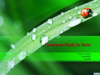 H.M.R.P. Perera
14/AG/023
Eg 1023
Common Pests in farmCommon Pests in farm
 