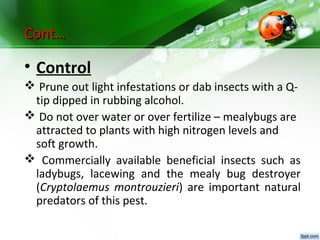 Observation of pests and diseases in faculty farm | PPT