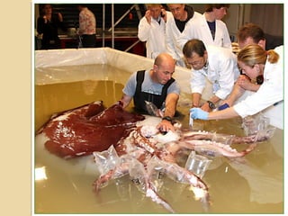 Observations vs-inferencespart one