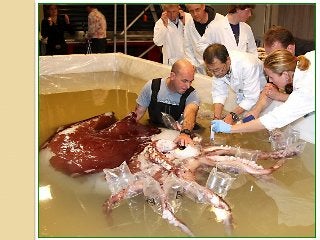 Observations vs-inferencespart one