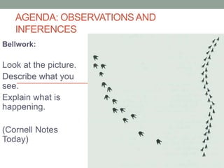 AGENDA: OBSERVATIONSAND
INFERENCES
Bellwork:
Look at the picture.
Describe what you
see.
Explain what is
happening.
(Cornell Notes
Today)
 