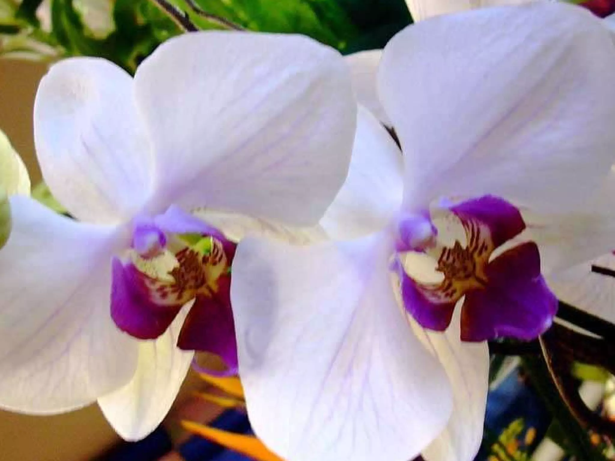 Observe as flores...   Amanhecem felizes, não têm nenhum tipo de ansiedade, porque não competem entre si – cada uma tem o seu papel e a sua importância na beleza da vida. Vivem em harmonia e por isso constroem um cenário harmonioso e inesquecível 