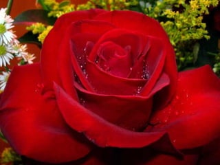 Tudo é benção!
Tudo é luz!
Tudo é vida!
     Tudo à nossa volta festeja o novo dia que começa
 