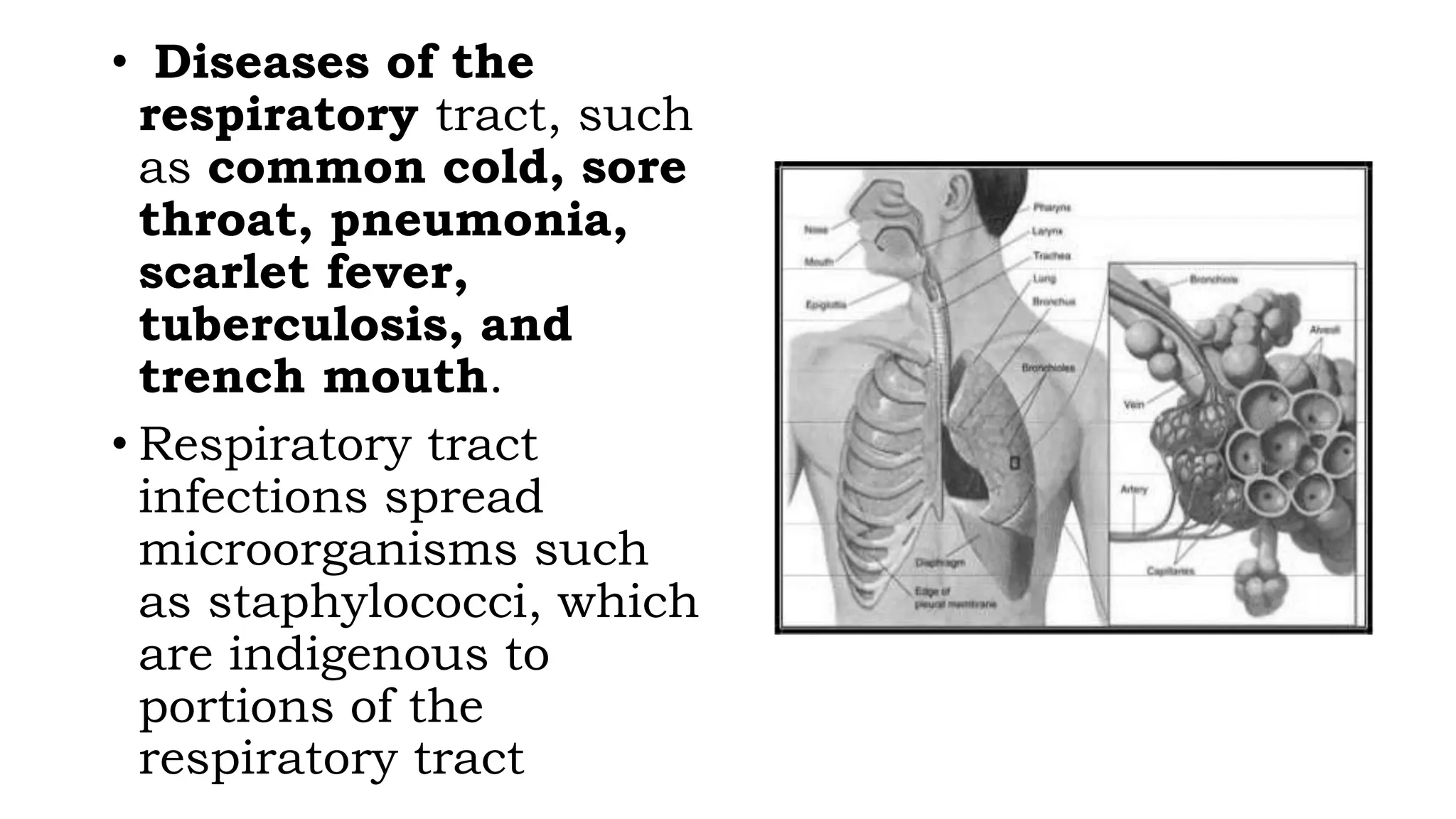 • Diseases of the
respiratory tract, such
as common cold, sore
throat, pneumonia,
scarlet fever,
tuberculosis, and
trench mouth.
• Respiratory tract
infections spread
microorganisms such
as staphylococci, which
are indigenous to
portions of the
respiratory tract
 