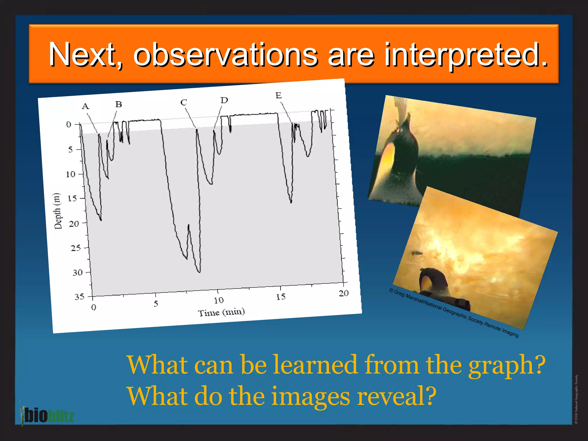 Next, observations are interpreted. What can be learned from the graph?  What do the images reveal?  © Greg Marshall/National Geographic Society Remote Imaging 