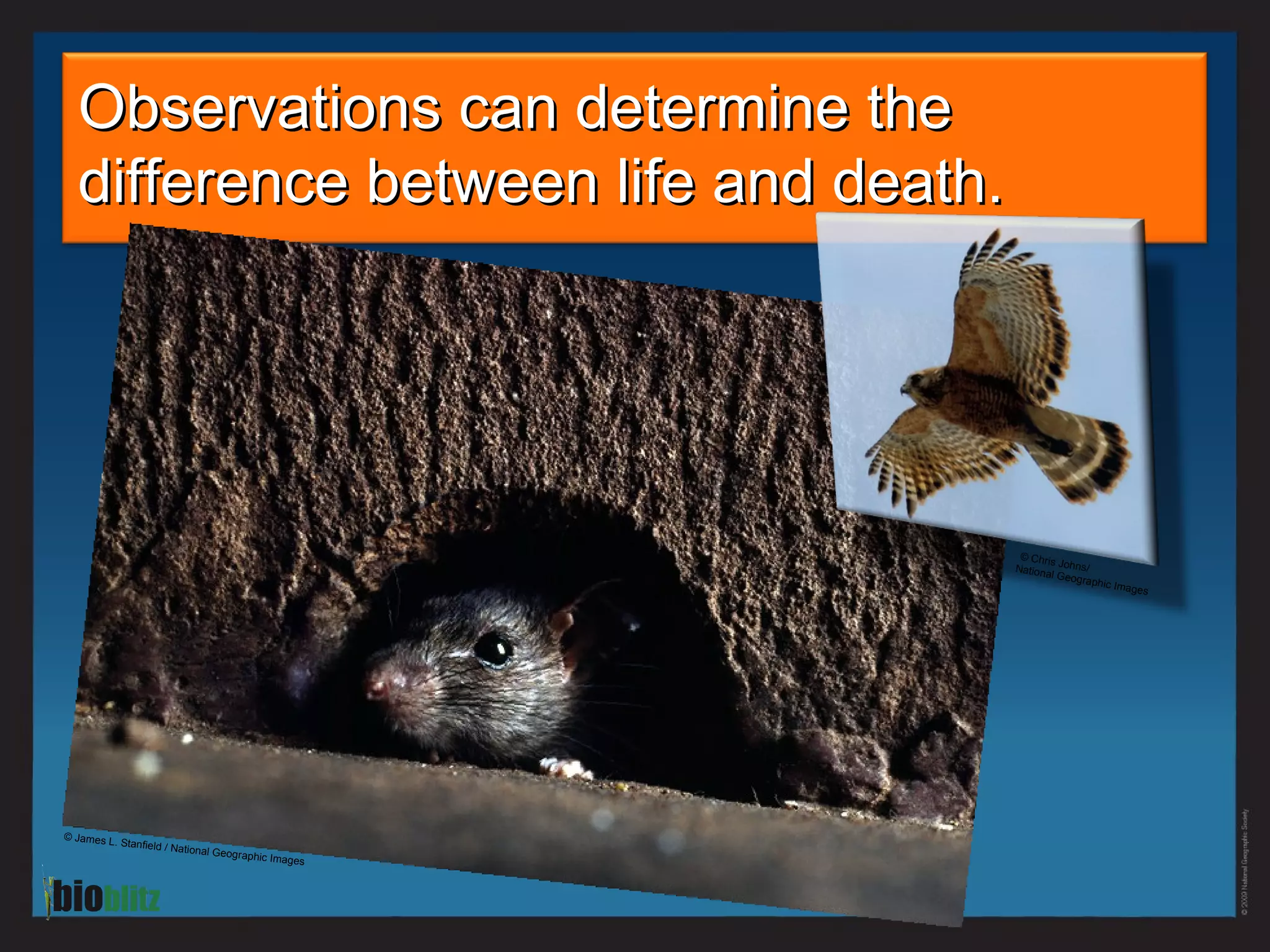 Observations can determine the difference between life and death.  © Chris Johns/ National Geographic Images © James L. Stanfield / National Geographic Images 