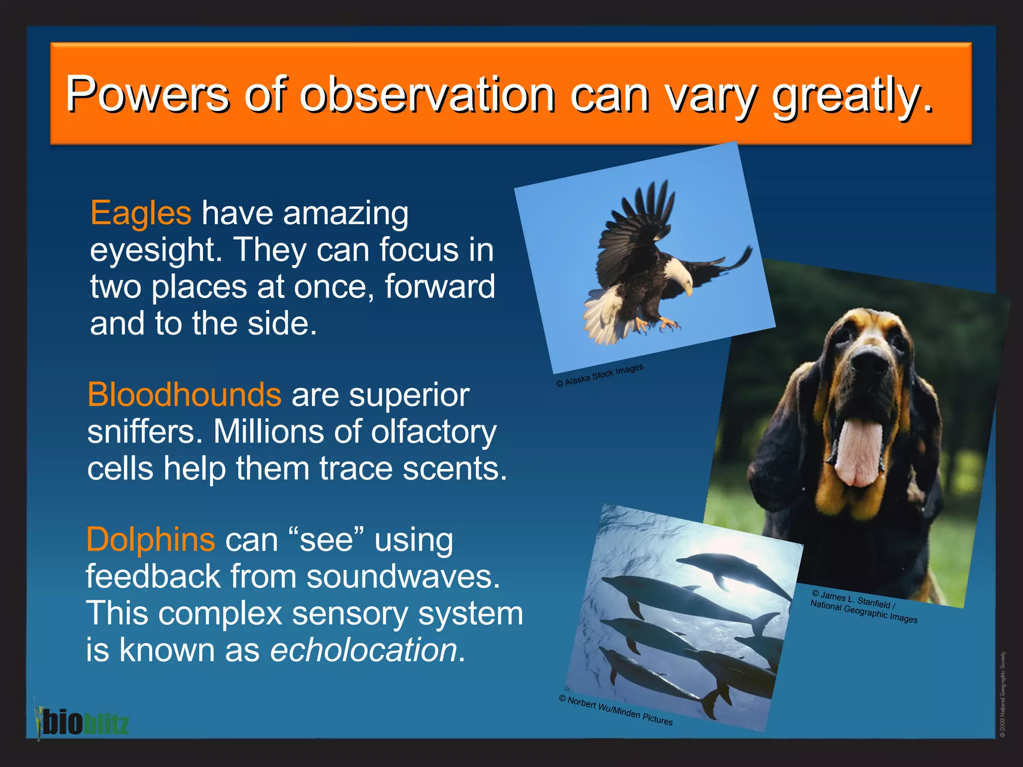 Powers of observation can vary greatly.  Eagles  have amazing eyesight. They can focus in two places at once, forward and to the side.   Bloodhounds   are superior sniffers. Millions of olfactory cells help them trace scents.   Dolphins  can “see” using feedback from soundwaves. This complex sensory system is known as  echolocation .  © Norbert Wu/Minden Pictures © Alaska Stock Images © James L. Stanfield /  National Geographic Images 