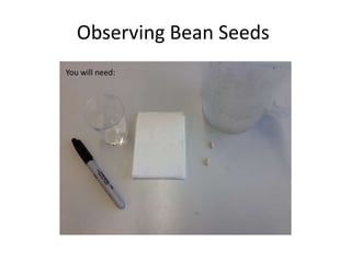 Observing Bean Seeds
You will need:
 