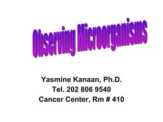 Yasmine Kanaan, Ph.D. Tel. 202 806 9540 Cancer Center, Rm # 410 Observing Microorganisms 