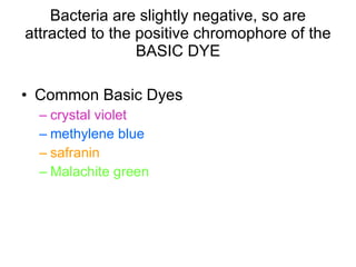 Bacteria are slightly negative, so are attracted to the positive chromophore of the BASIC DYE Common Basic Dyes crystal violet methylene blue safranin Malachite green 