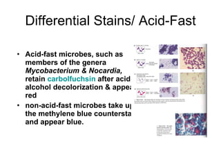 Differential Stains/ Acid-Fast Acid-fast microbes, such as members of the genera  Mycobacterium & Nocardia,  retain  carbolfuchsin  after acid alcohol decolorization & appear red  non-acid-fast microbes take up the methylene blue counterstain and appear blue. 
