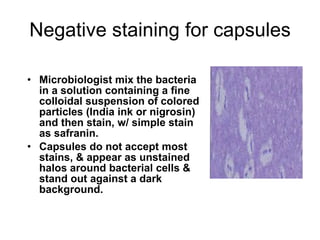 Negative staining for capsules Microbiologist mix the bacteria in a solution containing a fine colloidal suspension of colored particles (India ink or nigrosin) and then stain, w/ simple stain as safranin. Capsules do not accept most stains, & appear as unstained halos around bacterial cells & stand out against a dark background. 