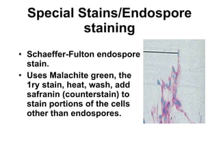 Special Stains/Endospore staining Schaeffer-Fulton endospore stain. Uses Malachite green, the 1ry stain, heat, wash, add safranin (counterstain) to stain portions of the cells other than endospores.  