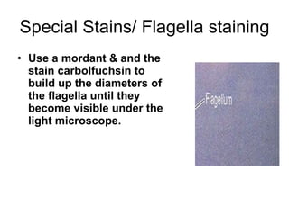 Special Stains/ Flagella staining Use a mordant & and the stain carbolfuchsin to build up the diameters of the flagella until they become visible under the light microscope. 