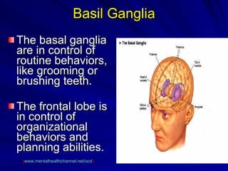 Basil Ganglia The basal ganglia are in control of routine behaviors, like grooming or brushing teeth.  The frontal lobe is in control of organizational behaviors and planning abilities.   ( www.mentalhealthchannel.net/ocd )  